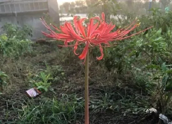 植物常识问题|彼岸花养在家里忌讳 家里种彼岸花会不会不吉祥不吉利