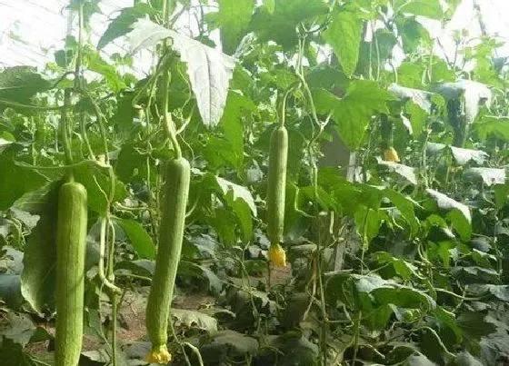 植物常识问题|藤上丝瓜不摘掉还结新丝瓜吗（丝瓜挂在藤上留种下年再用）