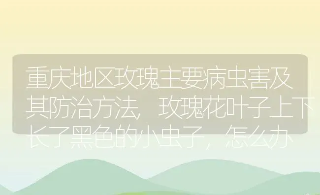 重庆地区玫瑰主要病虫害及其防治方法,玫瑰花叶子上下长了黑色的小虫子，怎么办 | 养殖常见问题