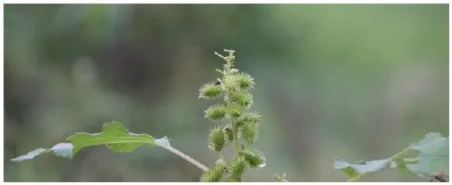 苍耳用什么传播种子 | 生活常识