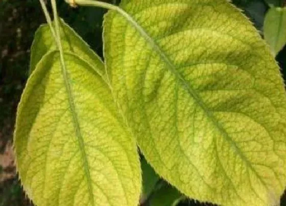 植物常识问题|将什么掺入土壤中养花可以疏松透气
