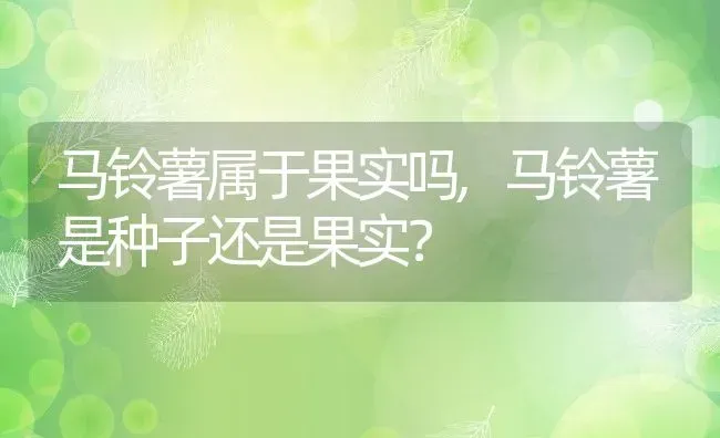 马铃薯属于果实吗,马铃薯是种子还是果实？ | 养殖常见问题