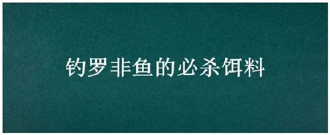 钓罗非鱼的必杀饵料 | 农业问题