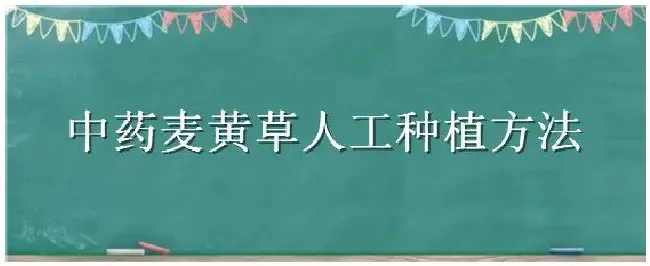 中药麦黄草人工种植方法 | 科普知识