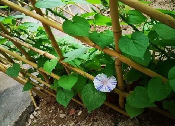 植物常识问题|牵牛花怎么种植方法