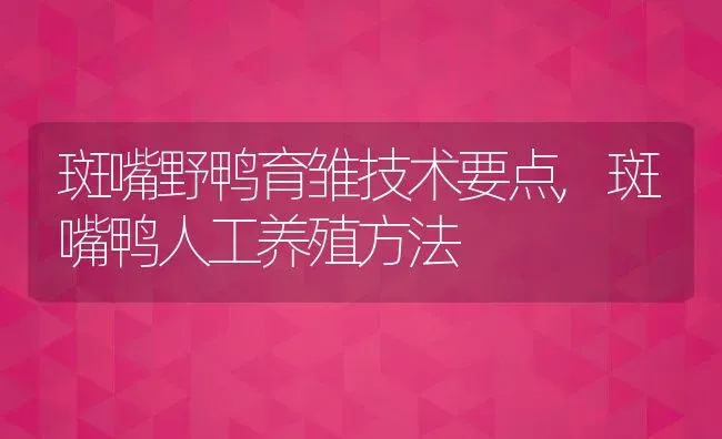 斑嘴野鸭育雏技术要点,斑嘴鸭人工养殖方法 | 养殖常见问题