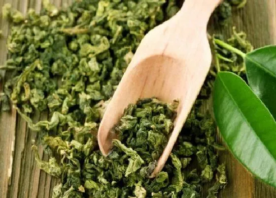 植物常识问题|绿茶有哪些品种 好喝的绿茶品种排名