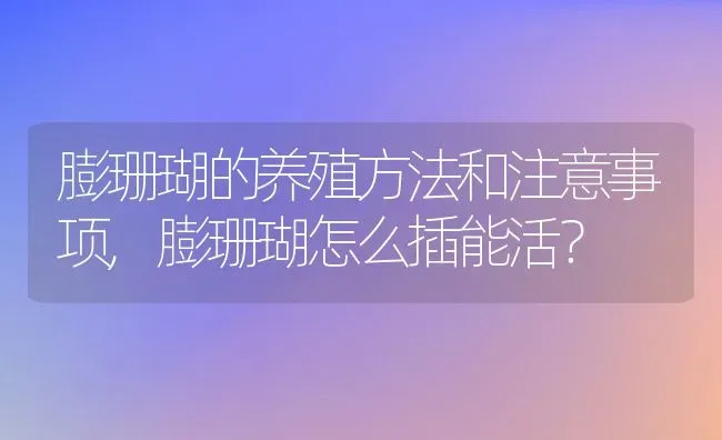 膨珊瑚的养殖方法和注意事项,膨珊瑚怎么插能活？ | 养殖常见问题