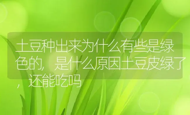 土豆种出来为什么有些是绿色的,是什么原因土豆皮绿了，还能吃吗 | 养殖常见问题