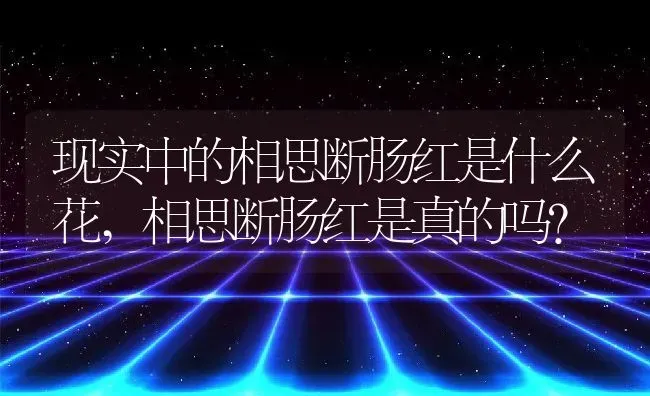 现实中的相思断肠红是什么花,相思断肠红是真的吗？ | 养殖常见问题