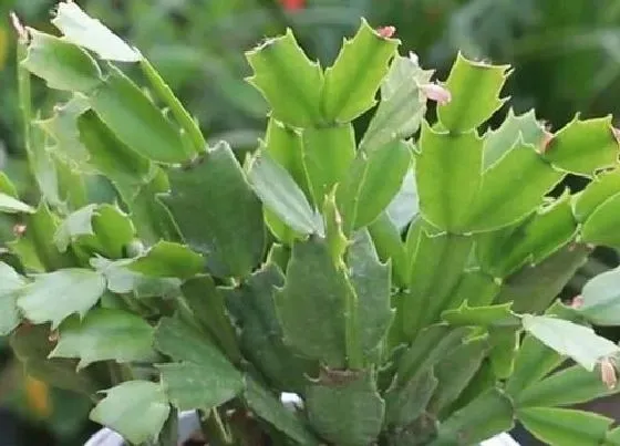 植物常识问题|九月份养护蟹爪兰有哪些禁忌