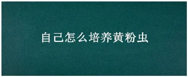 自己怎么培养黄粉虫 | 农业答疑