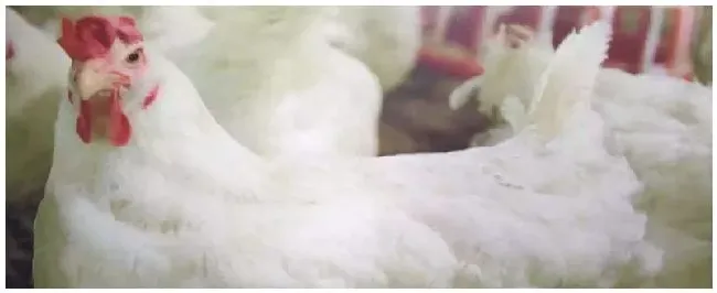 肉鸡的养殖与管理技术 | 农业答疑