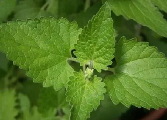 植物常识问题|荆芥穗和荆芥的区别