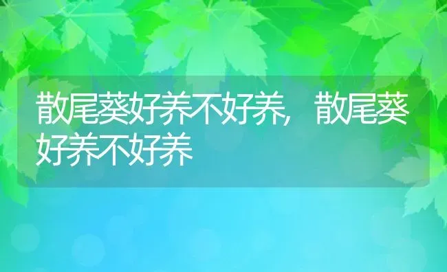 散尾葵好养不好养,散尾葵好养不好养 | 养殖常见问题