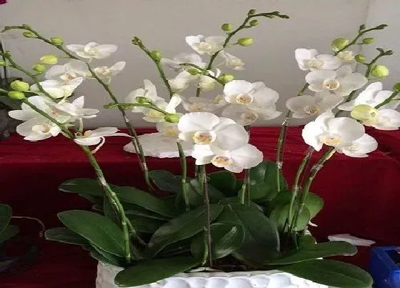 植物常识问题|蝴蝶兰花谢后什么时候剪花梗合适