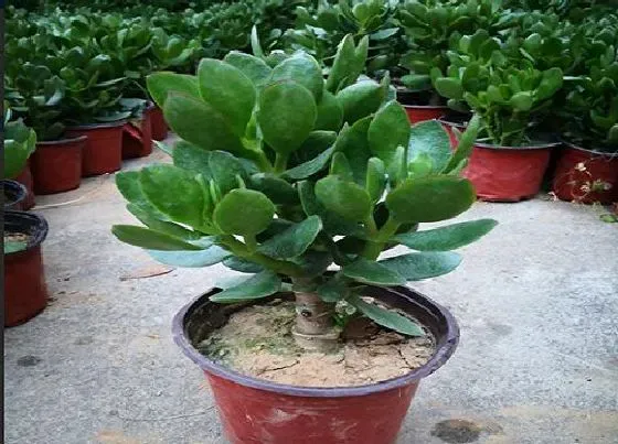 植物常识问题|夏季玉树的养殖方法和注意事项