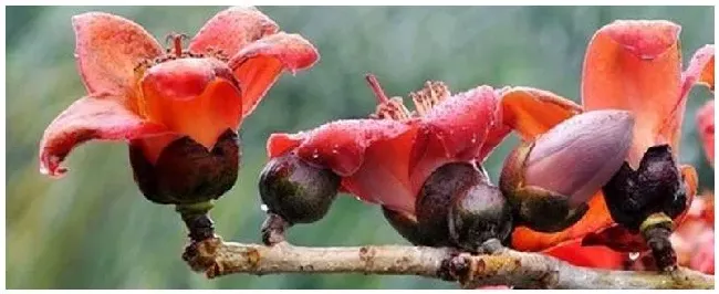 木棉花种植注意事项 | 三农问答