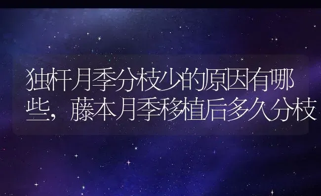 独杆月季分枝少的原因有哪些,藤本月季移植后多久分枝 | 养殖常见问题