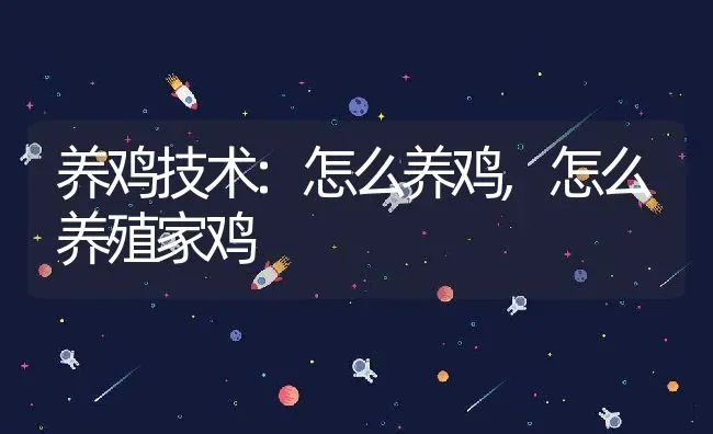 养鸡技术:怎么养鸡,怎么养殖家鸡 | 养殖常见问题