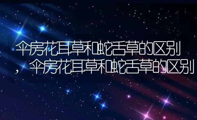 郁金香的生长过程,古代郁金香生长周期？ | 养殖常见问题