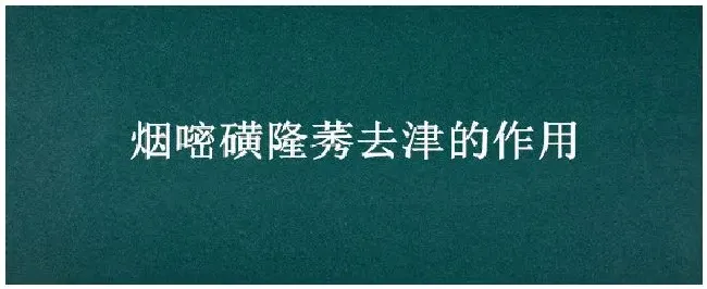 烟嘧磺隆莠去津的作用 | 农业常识