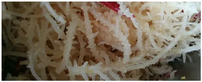 鹿角菜是什么植物 | 科普知识