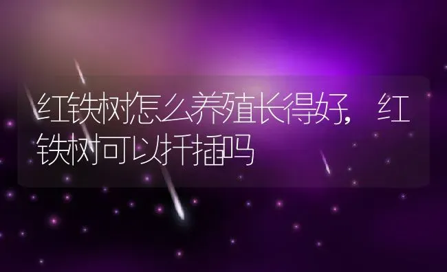 红铁树怎么养殖长得好,红铁树可以扦插吗 | 养殖常见问题