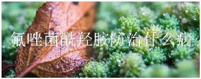 氟唑菌酰羟胺防治什么病 | 农业问题