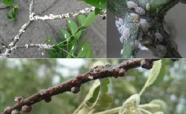 植物常识问题|消灭蚧壳虫什么农药最好（怎么彻底治疗蚧壳虫）