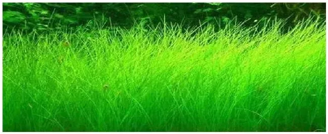 牛毛草怎么种 | 生活常识