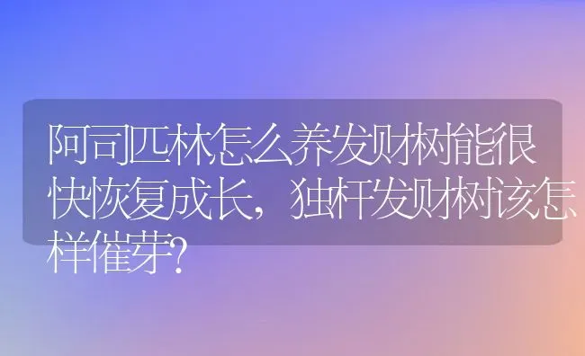 阿司匹林怎么养发财树能很快恢复成长,独杆发财树该怎样催芽？ | 养殖常见问题