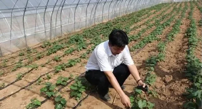 植物常识问题|怎样培育红薯苗及方法（红薯育苗需要多少天时间）