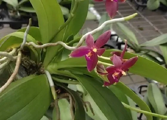 植物常识问题|蝴蝶兰花谢后什么时候剪花梗合适
