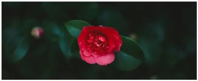 山茶花怎么过冬 | 农业问题