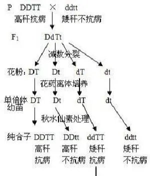 植物常识问题|为什么现在蔬菜不能自留种子（蔬菜不能留种什么意思）