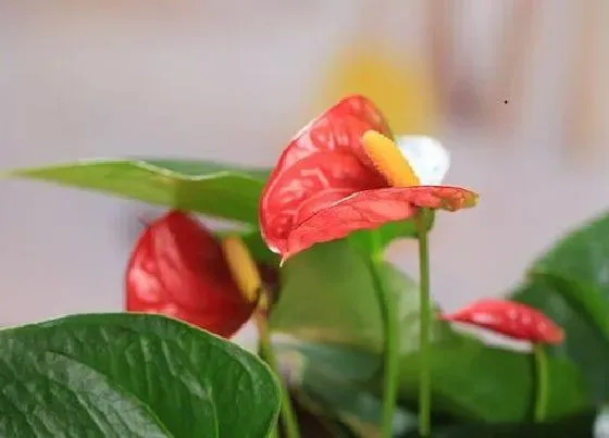 植物常识问题|夏季如何防止红掌染上细菌性叶斑病