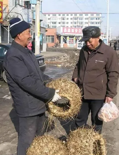 植物常识问题|水稻稻草如何利用最好（农村收割后废稻草有什么用途）