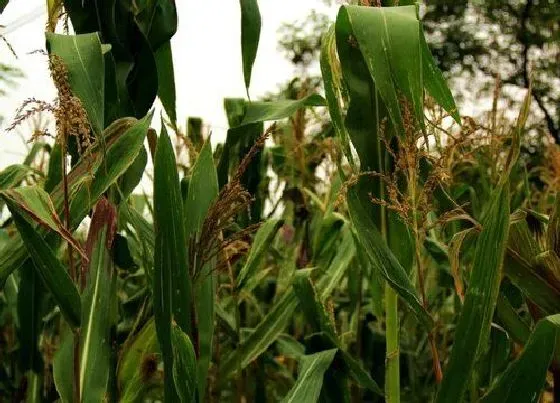 植物常识问题|玉米在哪个节气种植较好 玉米适合什么季节气候播种