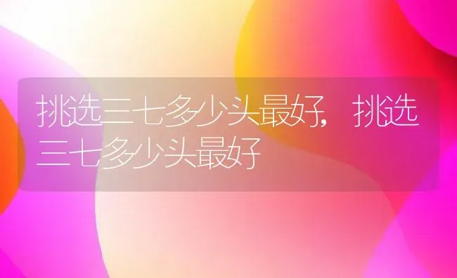 挑选三七多少头最好,挑选三七多少头最好 | 养殖常见问题