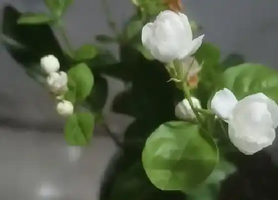 植物常识问题|春天茉莉怎么养护能够爆盆