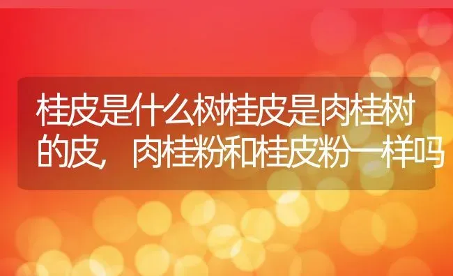 桂皮是什么树桂皮是肉桂树的皮,肉桂粉和桂皮粉一样吗 | 养殖常见问题