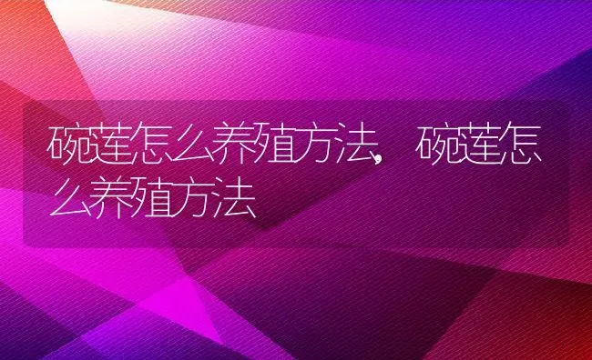 碗莲怎么养殖方法,碗莲怎么养殖方法 | 养殖常见问题