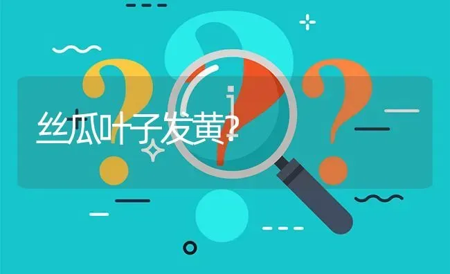 丝瓜叶子发黄? | 养殖问题解答