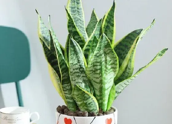 植物常识问题|虎皮兰怎么养长侧芽快