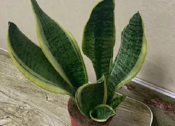 植物常识问题|虎皮兰怎么养长侧芽快