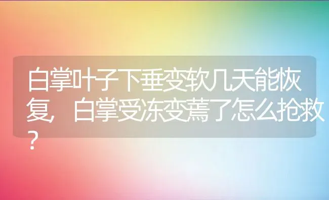 白掌叶子下垂变软几天能恢复,白掌受冻变蔫了怎么抢救？ | 养殖常见问题