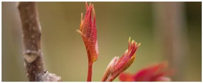 怎样种植香椿 | 农业答疑