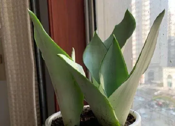 植物常识问题|夏天养虎皮兰怎么浇水最安全