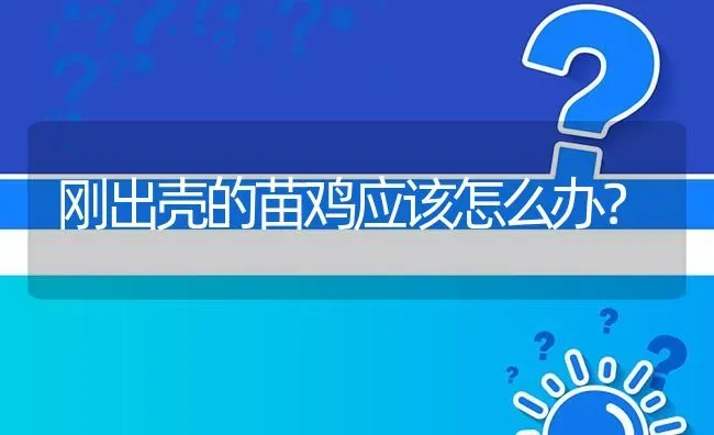 刚出壳的苗鸡应该怎么办? | 养殖问题解答